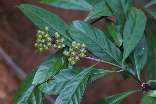 Chassalia curviflora